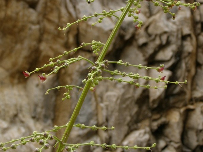 Scrophularia lucida