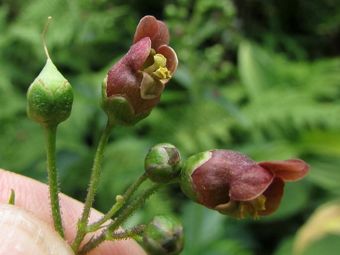 SCROPHULARIA ALPESTRIS J. Gay ex Benth. – krtičník