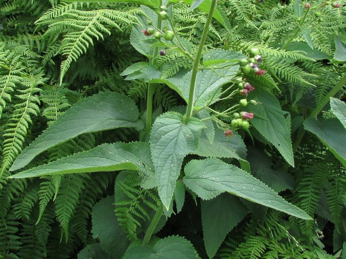 Scrophularia alpestris