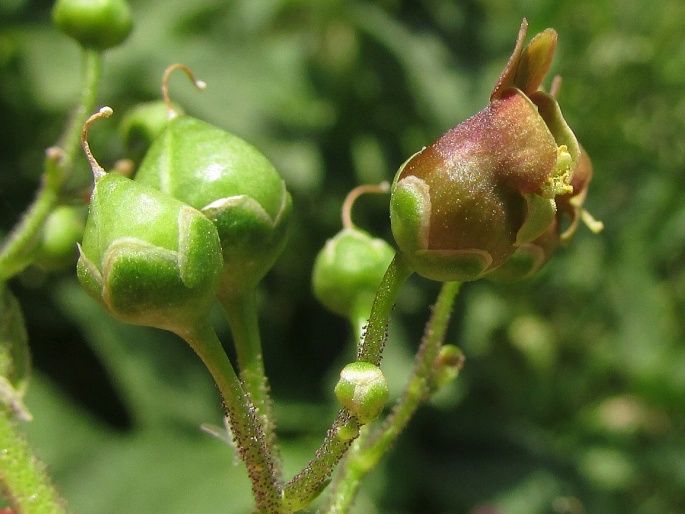 Scrophularia alpestris