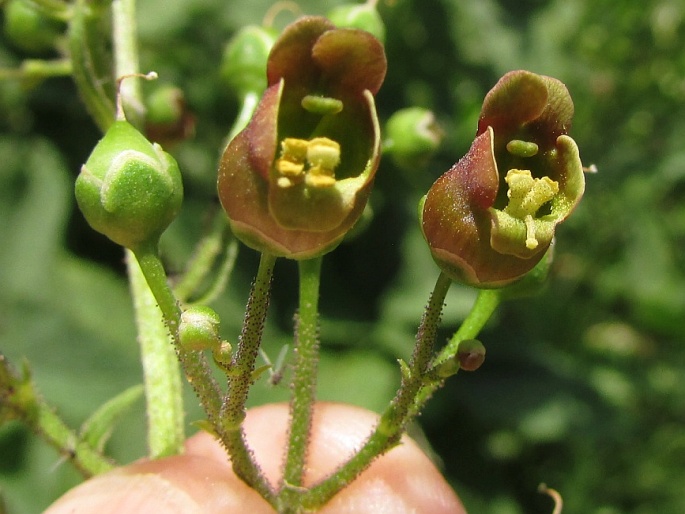 Scrophularia alpestris