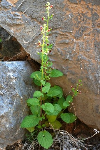 Scrophularia arguta