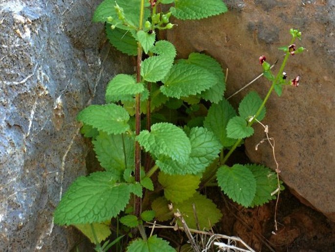 Scrophularia arguta