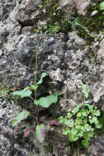 Scrophularia auriculata