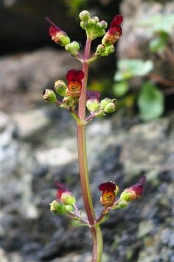 Scrophularia auriculata