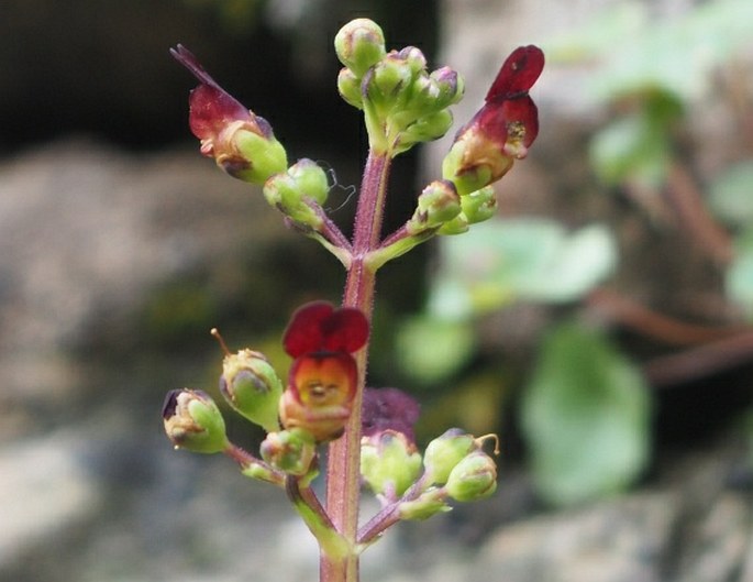 SCROPHULARIA AURICULATA L. – krtičník