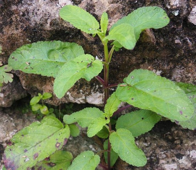 Scrophularia auriculata