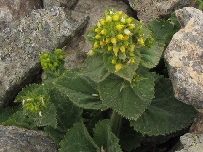 SCROPHULARIA CHRYSANTHA Jaub. et Spach – krtičník zlatožlutý