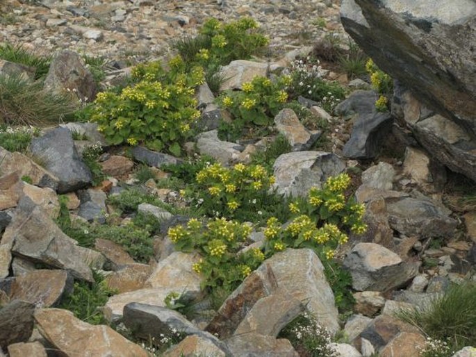 Scrophularia chrysantha