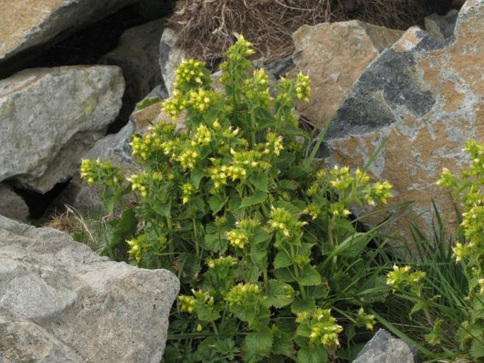 Scrophularia chrysantha