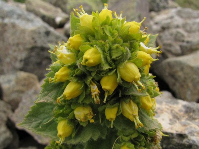 Scrophularia chrysantha