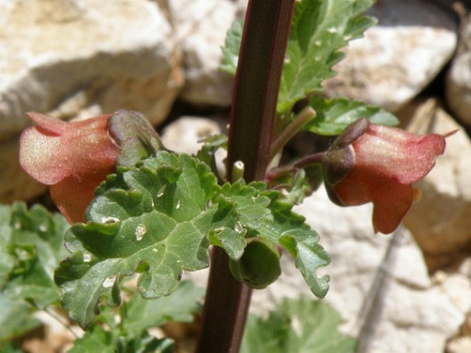 Scrophularia trifoliata