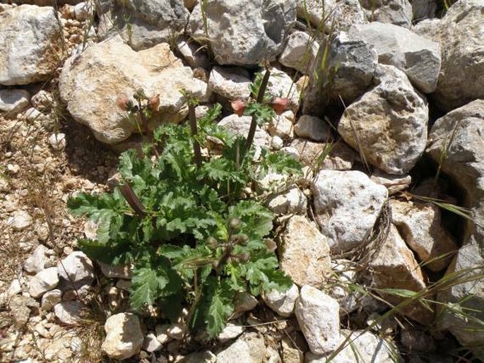 Scrophularia trifoliata