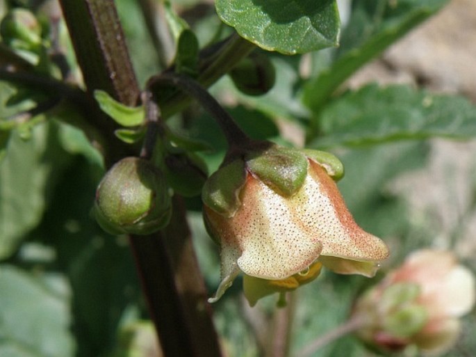 Scrophularia trifoliata