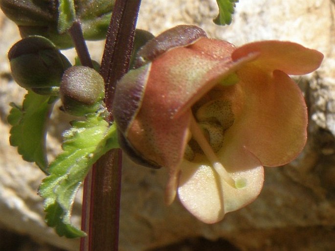 Scrophularia trifoliata