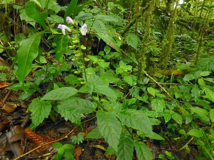 Scutellaria discolor