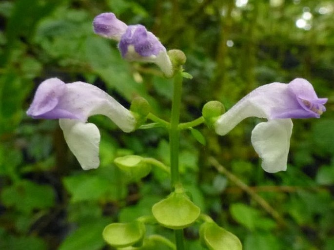 Scutellaria discolor