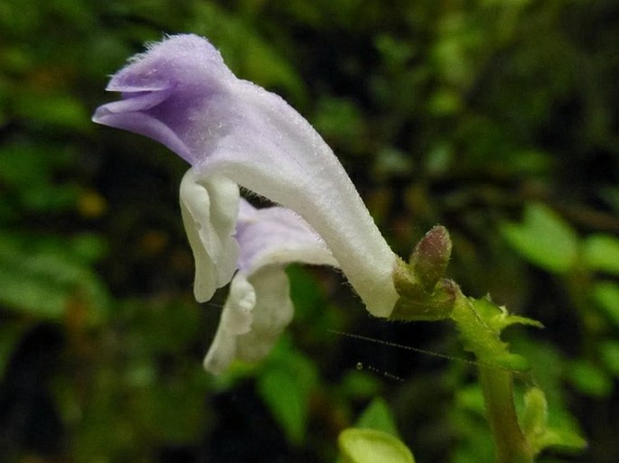 Scutellaria discolor