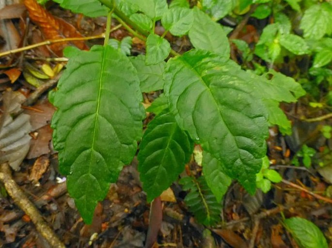 Scutellaria discolor