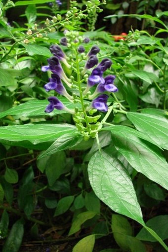 Scutellaria formosana