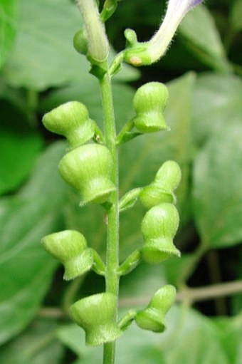 Scutellaria formosana