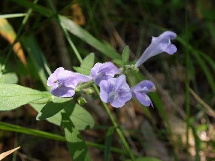 Scutellaria integrifolia