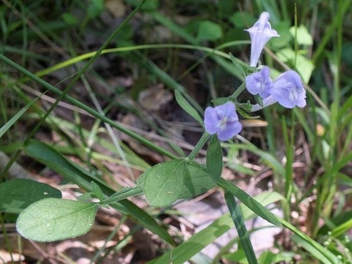 Scutellaria integrifolia