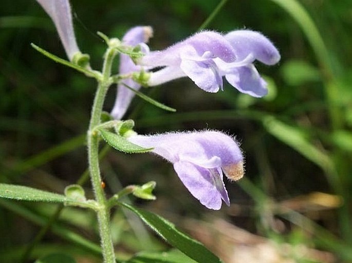 Scutellaria integrifolia