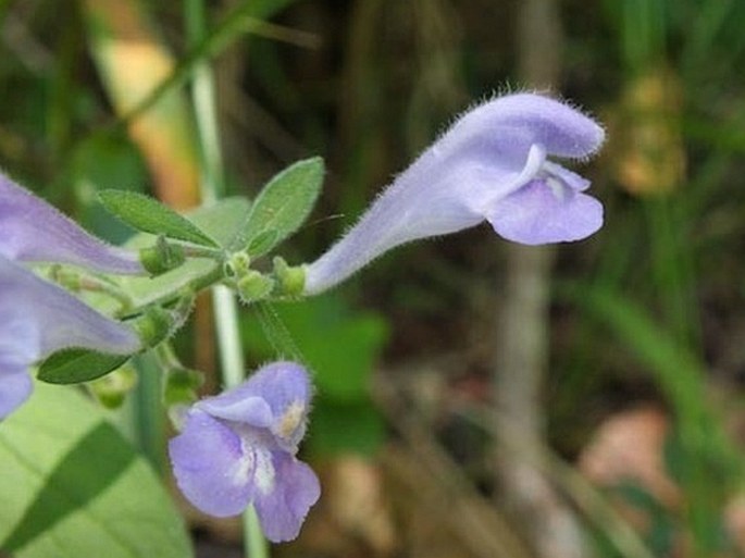 Scutellaria integrifolia