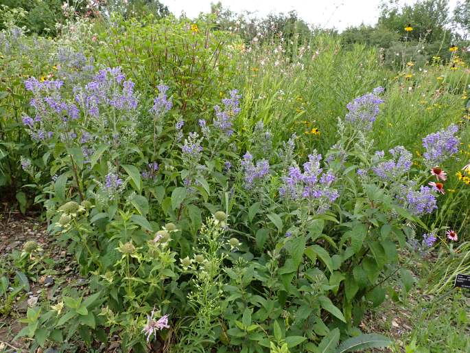 Scutellaria incana