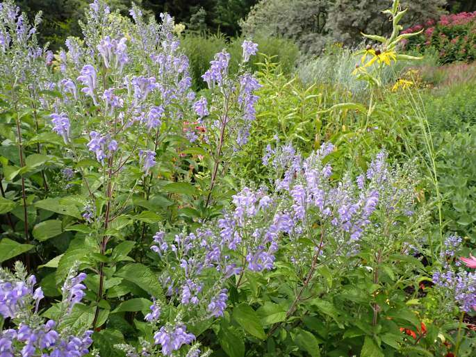 Scutellaria incana