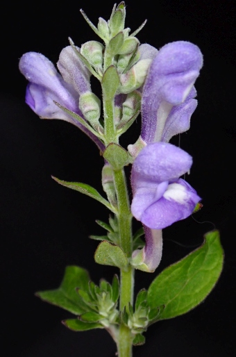 Scutellaria incana