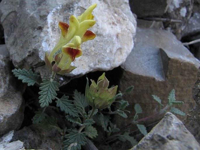 Scutellaria orientalis