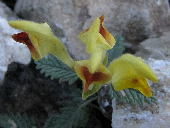 Scutellaria orientalis