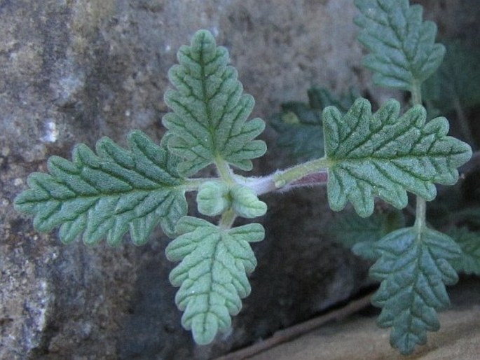 Scutellaria orientalis