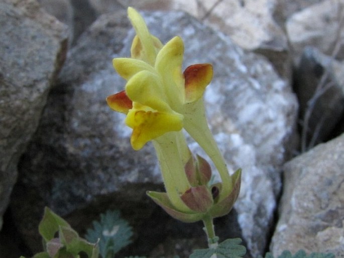 Scutellaria orientalis