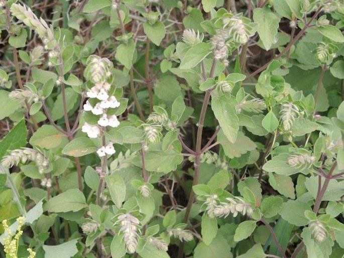 Scutellaria sieberi