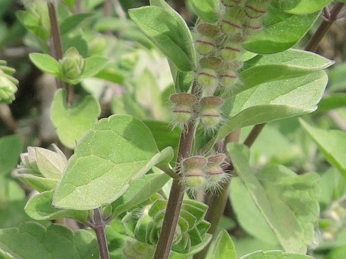 Scutellaria sieberi