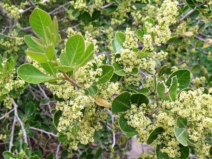 Searsia laevigata