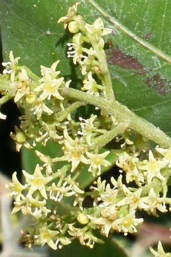 Searsia lucida