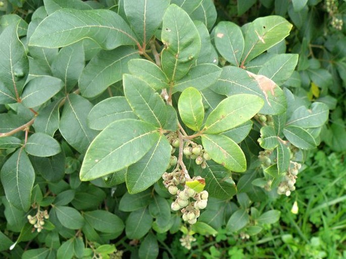 SEARSIA TOMENTOSA (L.) F. A. Barkley