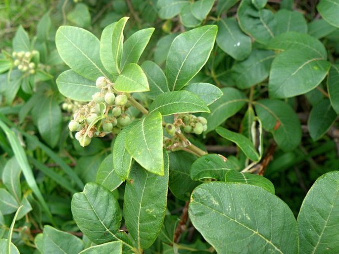 Searsia tomentosa