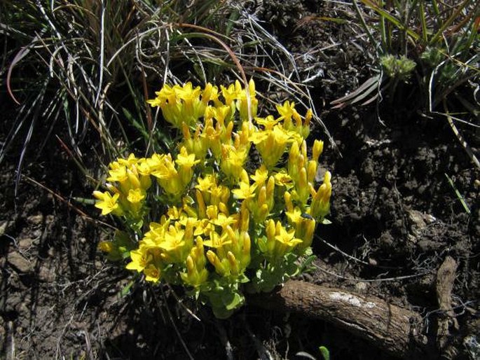 Sebaea natalensis