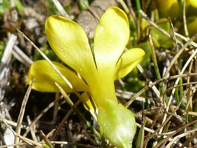 Sebaea repens