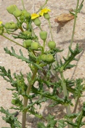 Senecio gallicus