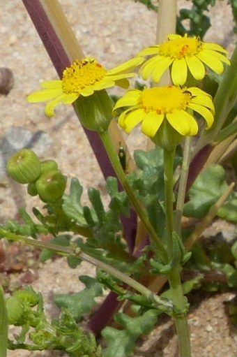 Senecio gallicus