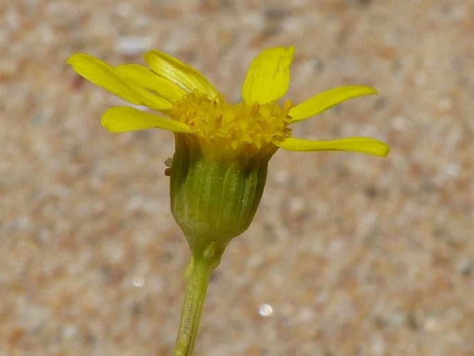 SENECIO GALLICUS Vill. - starček