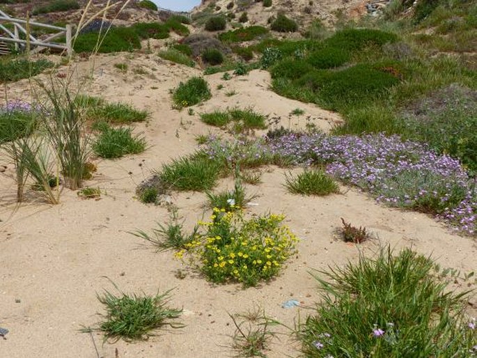 Senecio gallicus