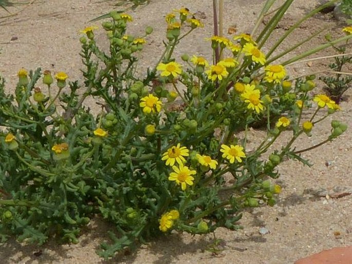 Senecio gallicus