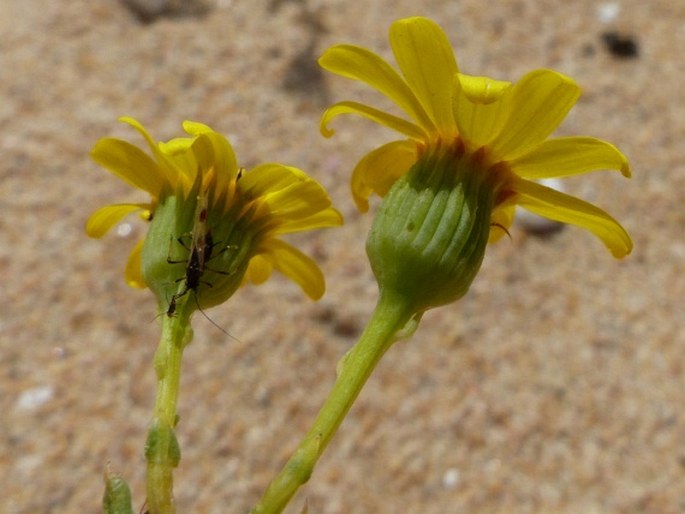 Senecio gallicus